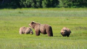 Female brown bear with twin bear cubs grazing in meadow - Alaska Brown Bear Family