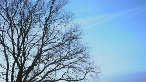 Blue sky and tall tree with no leafs