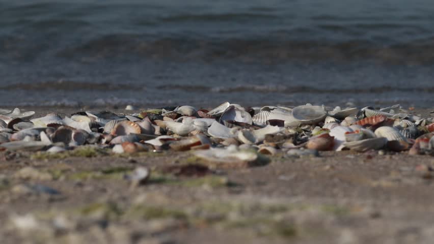 Close Up Waves of Water Crashing with shells