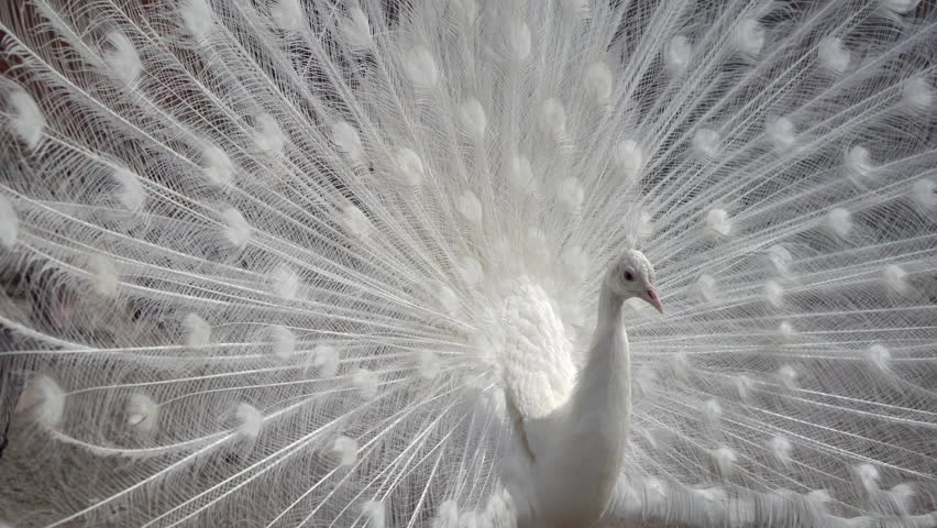 beautiful white peacock feather tail close-up Stock Footage Video (100% ...