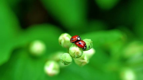 Ladybug reproduction on a branch