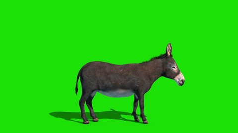 Donkey Animal Kick Green Screen Side Loop 3D Rendering Animation