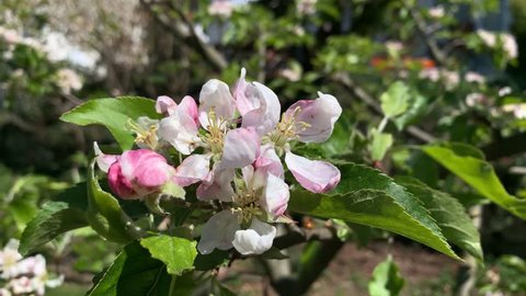 Blossoms on an apple tree