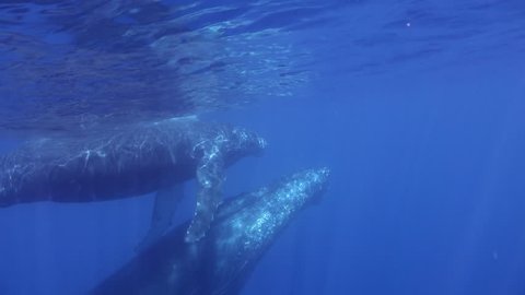 Baby whale with mother underwater in sun rays ocean of Reunion. Humpback whale Megaptera novaeangliae in marine life of ocean. Concept of family sea animals and undersea wildlife.