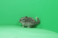 Chinchilla sits up, and looks around; nose twitching. Green Screen. 14sec - 640x480