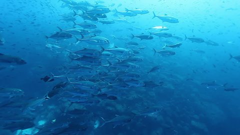 School of tuna fish of one species glisten in underwater marine life of sea creatures in Pacific Ocean on Galapagos Islands Group. Sea food tunny fish in fresh water.