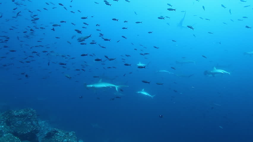 Group of hammerhead shark swims underwater Pacific Ocean. Sea animals on background of fish in blue water. Amazing life of sahrs in world of wildlife under water of blue lagoon on Galapagos Islands.