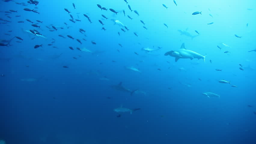 Group of hammerhead shark swims underwater Pacific Ocean. Sea animals on background of fish in blue water. Amazing life of sahrs in world of wildlife under water of blue lagoon on Galapagos Islands.