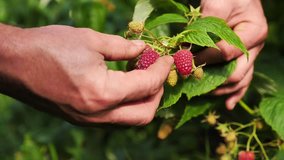 Slow motion footage of a farmer picking up raspberries