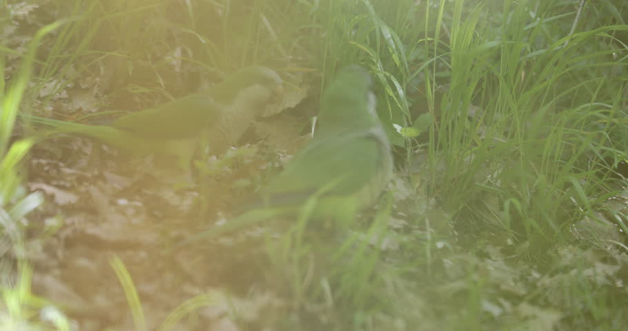monk parakeet on dry leaves