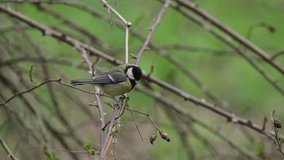 Great tit (Parus major) on the bush of wild rose. Early spring day, Full HD slow motion video.