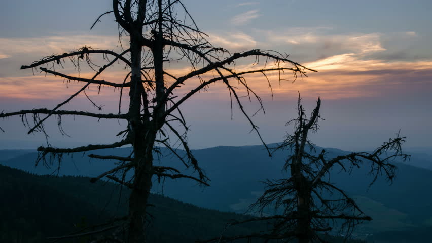 Morning sky over old trees silhouette in mountains nature landscape time lapse
