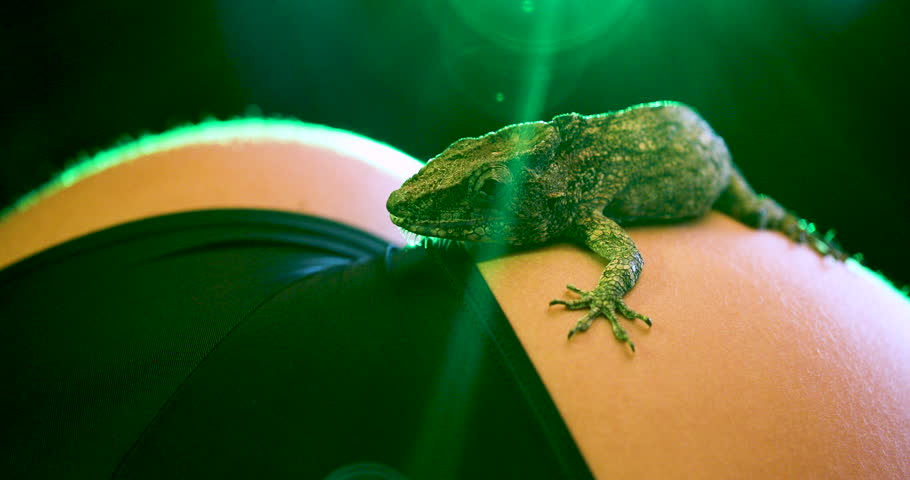 Cuban False Chameleon image - Free stock photo - Public Domain photo