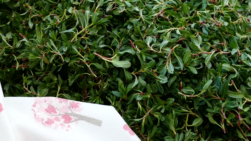 yozgat turkey mad?mak plant phytonutrients,