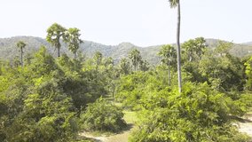 Drone flying up through lush green tropical palm forest in Hua Hin Thailand