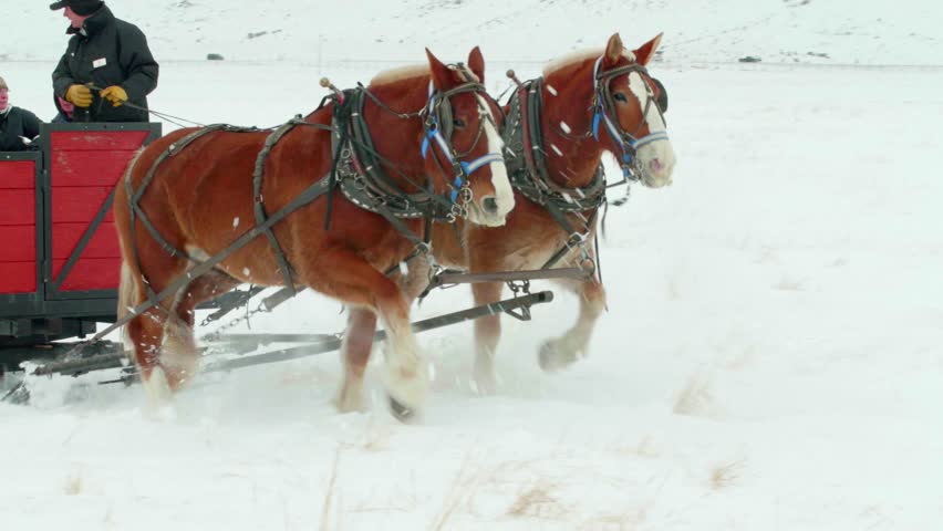 Horses Pull Carriage Through Snow, Close Up, Winter in Mountains