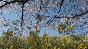 Beautiful cherry or sakura blossom at Kumagaya park in Saitama, Japan. Tilt up footage. Selective focus.