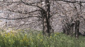 Beautiful cherry or sakura blossom at Kumagaya park in Saitama, Japan. Tilt up footage. Selective focus.