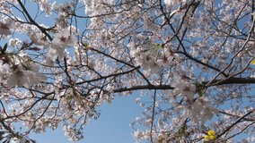 Beautiful cherry or sakura blossom at Kumagaya park in Saitama, Japan. Tilt down footage. Selective focus.