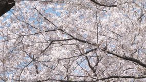 Beautiful cherry or sakura blossom at Kumagaya park in Saitama, Japan. Tilt down footage. Selective focus.
