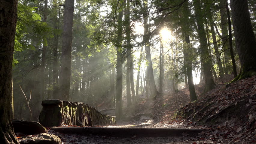 Stairway to heaven on forest path 4k