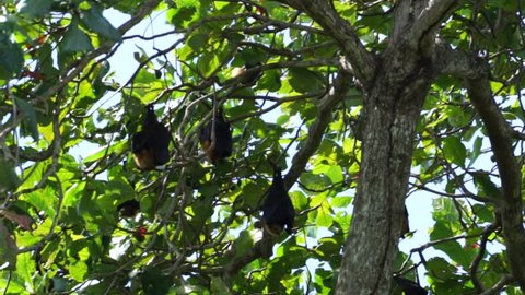 Group of Flying Fox (Pteropus Seychellensis) hanging upside down on tree branches, wrapped in their own wings, in front of a blurry background in the jungle of La Digue, Seychelles.
