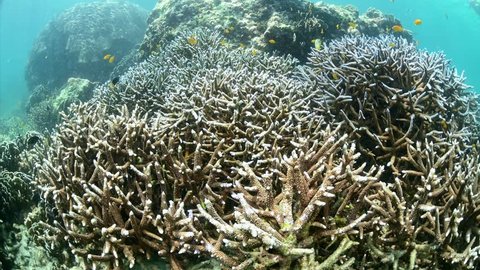 Staghorn Coral Reef Boulder Island Andaman Stock Footage Video (100% ...