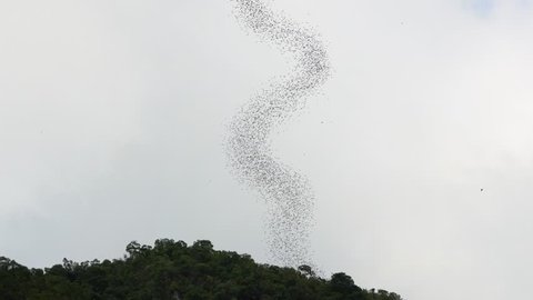 Deer Cave Bat Exodus, in Mulu National Park, Borneo Malaysa - Millions of bats stream out of deer cave