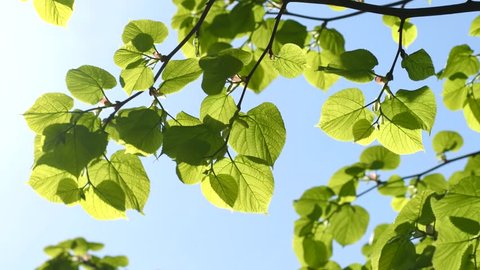 Green leaves of linden tree on sky background