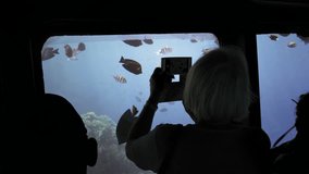 An unrecognized silhouette of tourists on an underwater ship is studying, viewing and photographing  colorful fish against a coral reef on a mobile smart phone. Slow Motion.