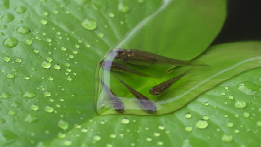 The fish swam from under the pool up on the lotus leaf due to the hot weather causing the water in the lotus pond to have high temperatures. Summer in Thailand. Survival of animals in the world | Shutterstock HD Video #1028665415