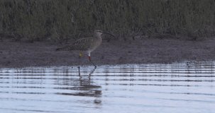 Whimbrel wading bird feeding at shore
