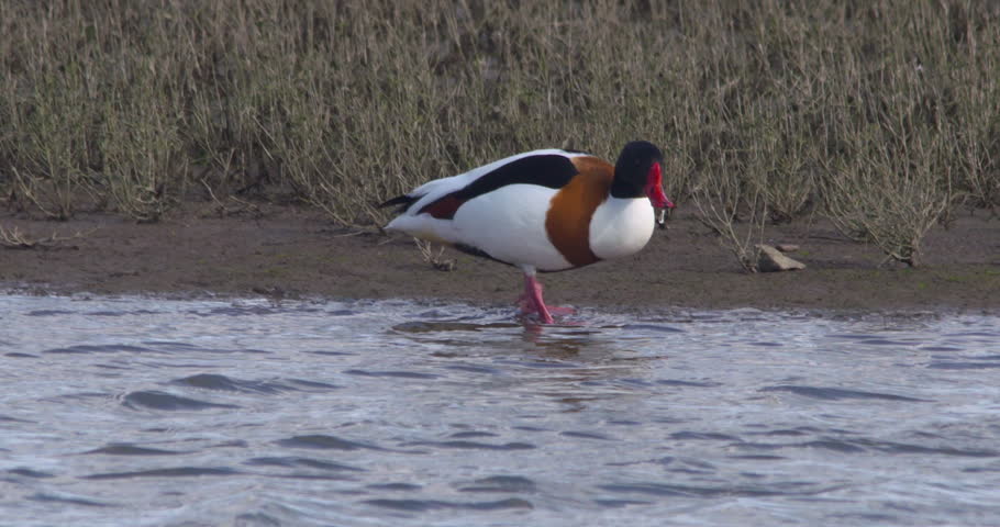 Shelduck wetland bird searching for food shoreline slow motion
