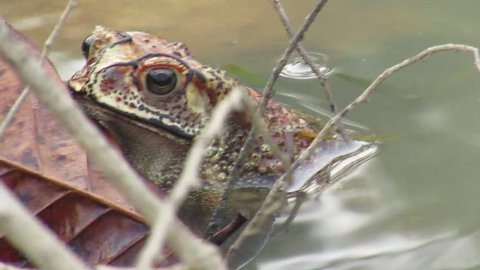 A frog is calling for rain fall in a cloudy day morning ,closeup captured video
