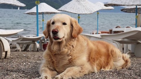 Golden retriever lies on the beach. Happy dog. No people.