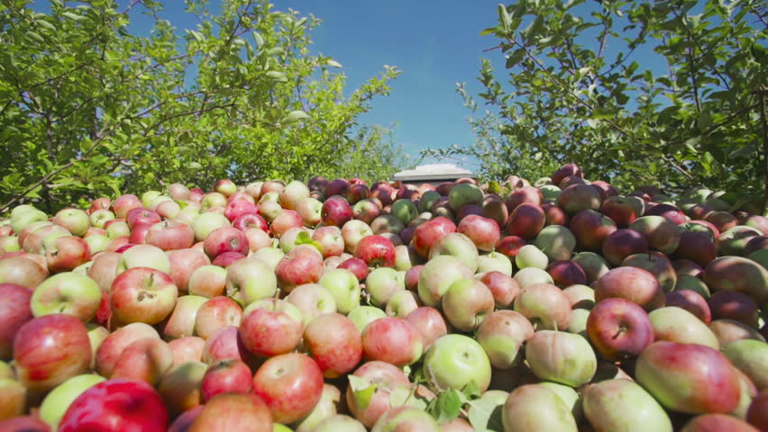 Getting a lot of apples