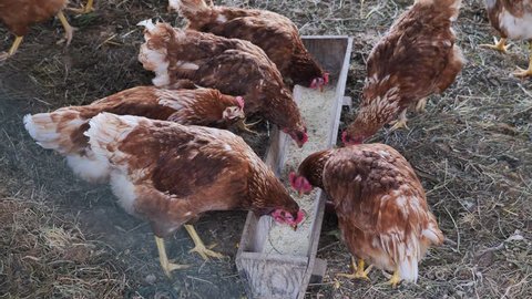 Footage of several chickens on a farm behind a fence eating, concept of an organic farm and healthy food...