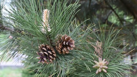 Growing male and female cones and new needles on a pine tree. Pine trees are evergreen, coniferous resinous trees. 