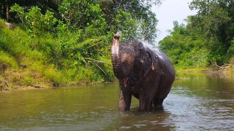 Wildlife and Nature Concept: Asian Elephant Spraying Water in the River