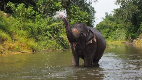 Elephant Spraying Water in the River in a slow motion act
