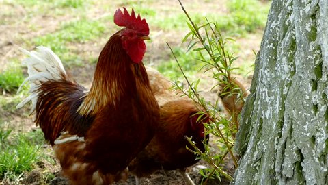 Red rooster walks on a green lawn. Rooster and hens in the poultry yard are eating grass. Domestic bird.