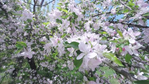 桜 芝生 イラスト 背景 Stock Video Footage 4k And Hd Video Clips Shutterstock