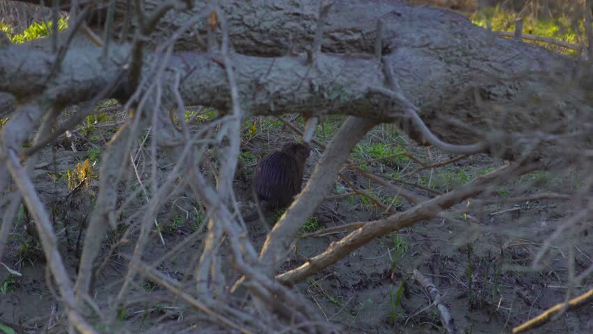 Coypu, River Rat, Nutria on the Danube in the evening