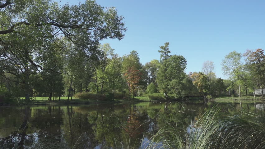 Leaves fall from a tree in water in summer sunny day. Landscape of the forest lake