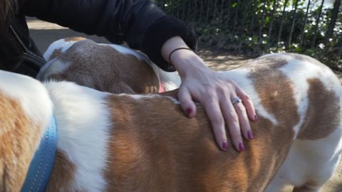 Female dog owner stroking her cute Basset Hound