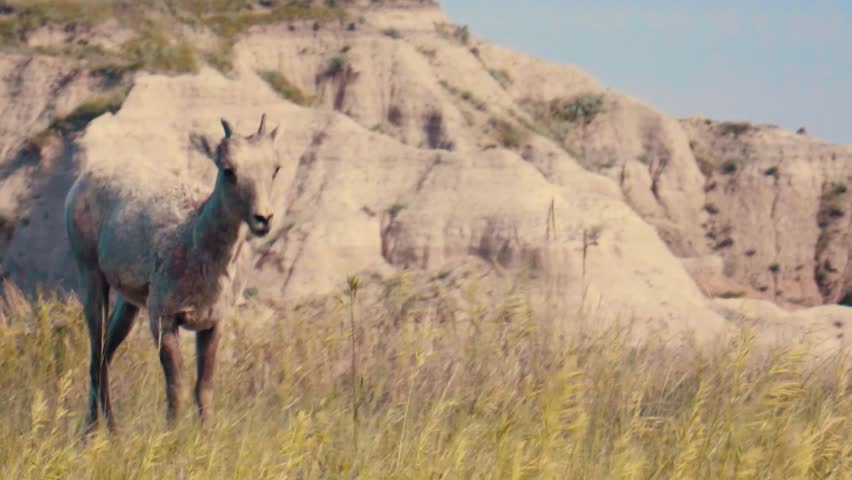 A young bighorn sheep bends down to eat some grass in Badlands National Park