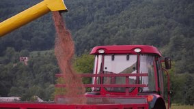 Footage of a combine harvester collecting wheat on an organic farm...