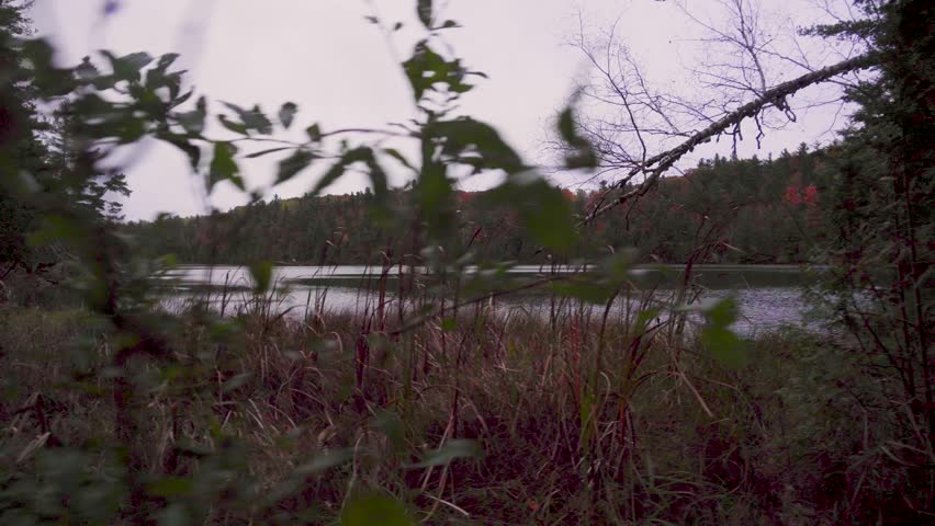 slowly left moving shot from behind foliage and cat tails with a lake and fall coloured forest in the distance.