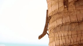 HD close up video of Gecko Animal standing on the palm in Senegal, Africa. He is basking in the sun. It is wildlife reptile.