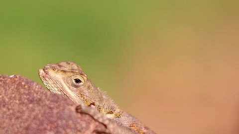 HD close up video of Gecko Animal standing on the rock in Senegal, Africa. He slowly opens and closes his eyes, basking in the sun. It is wildlife reptile.